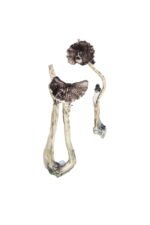 Albino A+ Magic Mushrooms – Premium Psychedelic Experience - Image 3