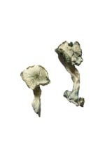 Albino Cambodians Magic Mushrooms for Mindful Journeys - Image 2