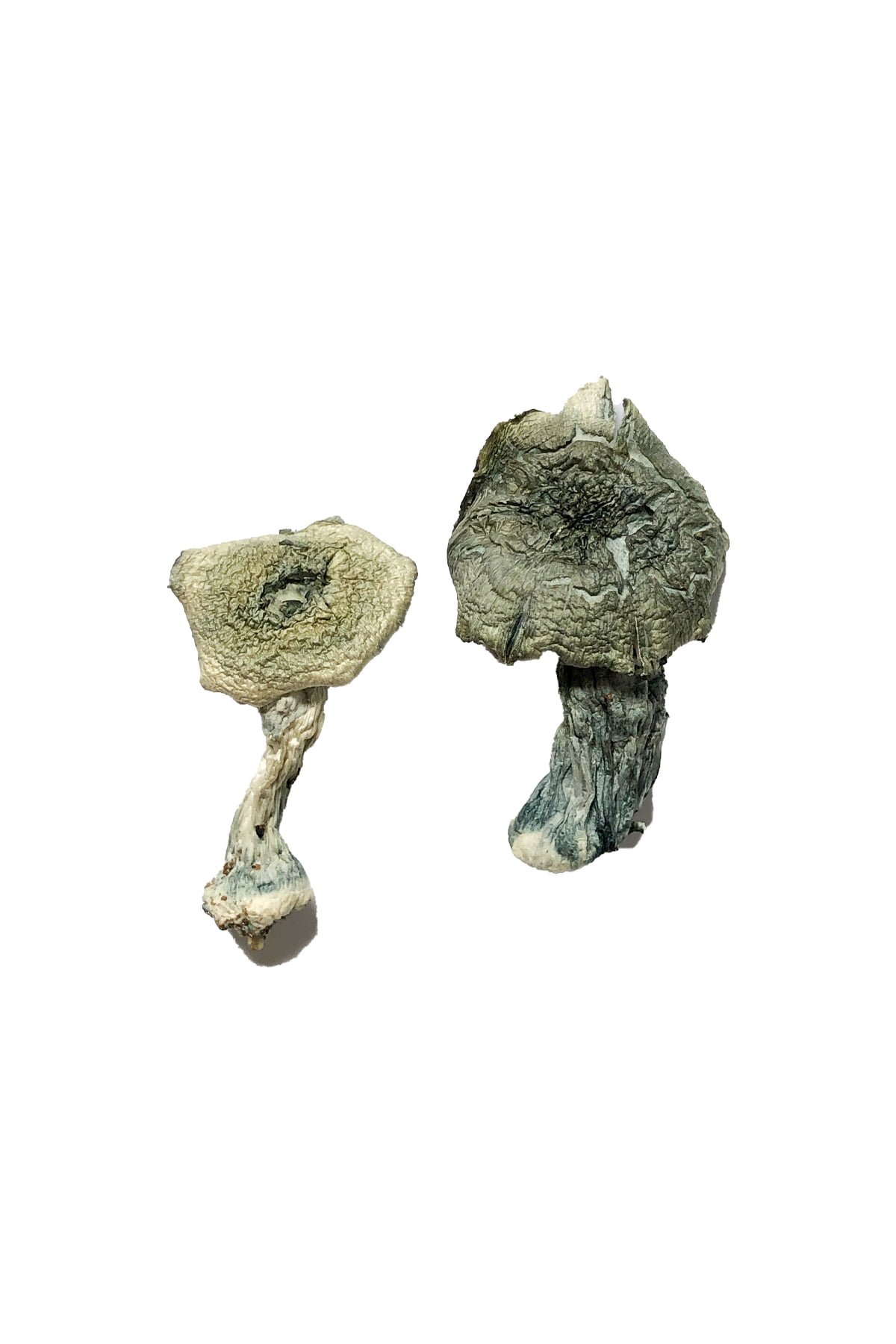 Albino-Cambodians-Shrooms.jpg Albino Cambodians Magic Mushrooms for Mindful Journeys - Image 1