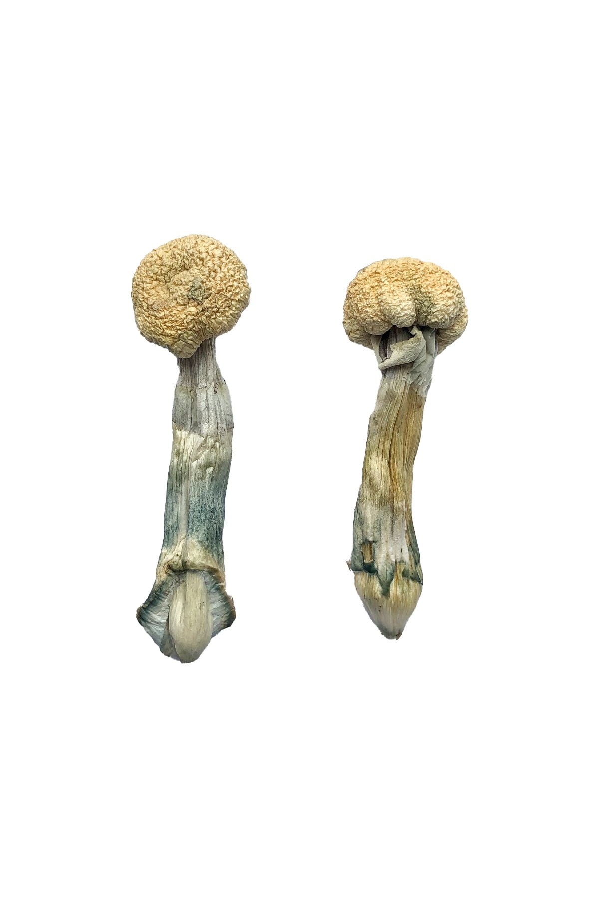 Albino-Treasure-Coast-Magic-Mushrooms.jpg Albino Treasure Coast Magic Mushrooms – Premium Psychedelic Experience - Image 1