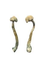 Albino Treasure Coast Magic Mushrooms – Premium Psychedelic Experience - Image 2