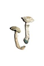 Avery’s Albino Magic Mushrooms Online - Image 2