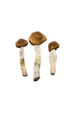 Brazilian Magic Mushrooms - Image 2