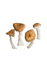 Burmese Magic Mushrooms - Image 2