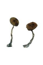 Costa Rican Magic Mushrooms - Image 2