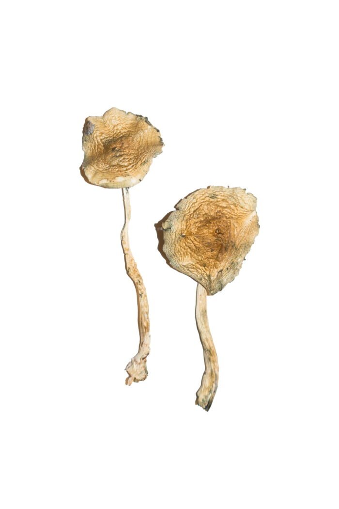 Cuban Magic Mushrooms - Image 1