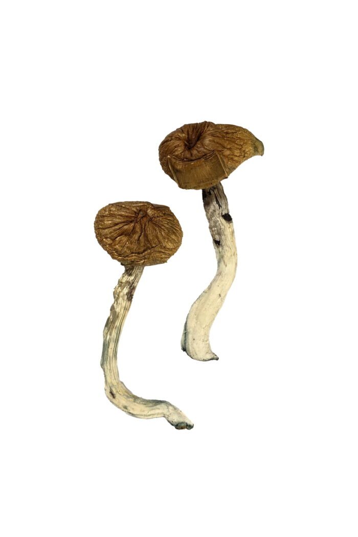 Dancing Tiger Magic Mushrooms – Explore Psychedelic Bliss - Image 1