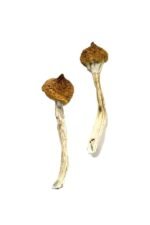 Dancing Tiger Magic Mushrooms – Explore Psychedelic Bliss - Image 2