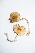 Golden Teachers Magic Mushrooms - Image 4