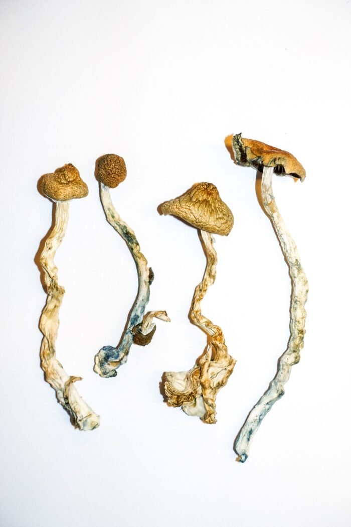 Golden Teachers Magic Mushrooms - Image 3
