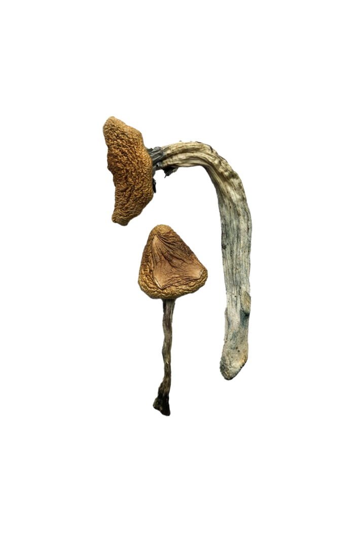 Jedi Mind Fuck Magic Mushrooms - Image 1
