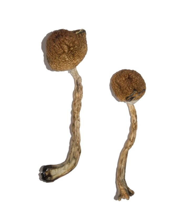 Malabar Magic Mushrooms - Image 1