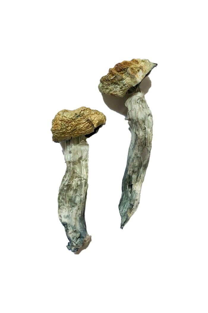 Mazatapec Magic Mushrooms - Image 1