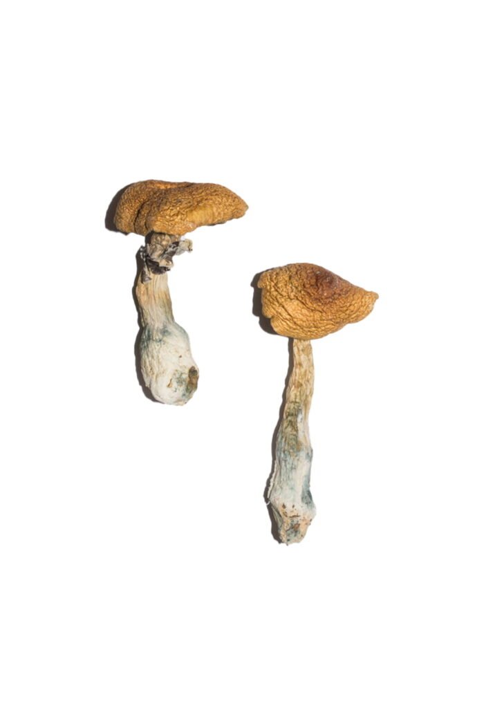 Penis Envy 6 (PE6) Magic Mushrooms - Image 1