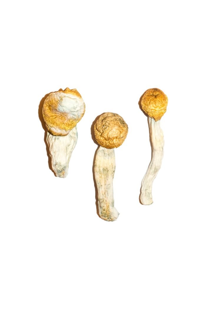 Penis Envy Magic Mushrooms - Image 1