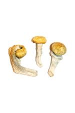 Penis Envy Magic Mushrooms - Image 2