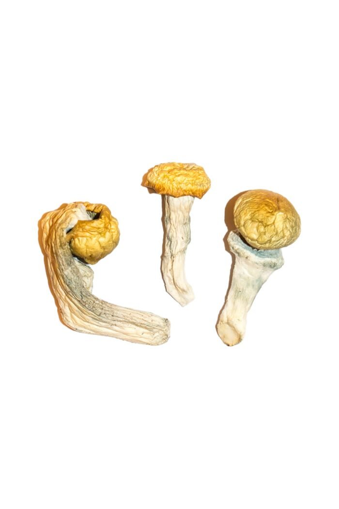 Penis Envy Magic Mushrooms - Image 2