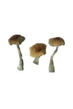Premium Psilocybe Aztecorum Magic Mushrooms Online - Image 2