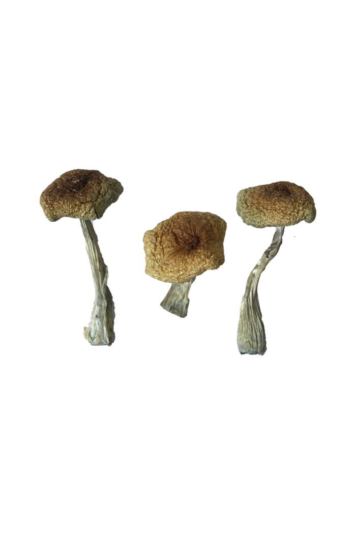 Premium Psilocybe Aztecorum Magic Mushrooms Online - Image 2