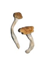 Vietnamese Magic Mushrooms - Image 2