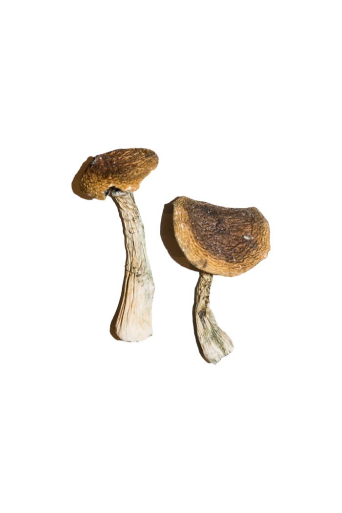 Wavy Caps Magic Mushrooms - Image 2