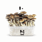 Magic Mushroom Grow Kit B by Mondo Online