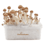 Magic Mushroom Grow Kits 5 package deal by FreshMushrooms® - Image 3