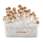 Magic Mushroom Grow Kits 5 package deal by FreshMushrooms® - Image 2