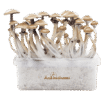 Magic mushroom grow kit Golden Teacher XP by FreshMushrooms®