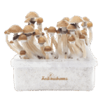 Magic Mushroom Grow Kits 5 package deal by FreshMushrooms® - Image 6