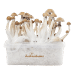 Magic Mushroom Grow Kits 5 package deal by FreshMushrooms® - Image 5